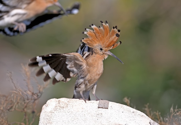 Single and group shots of Amazing Eurasian hoopoe bird