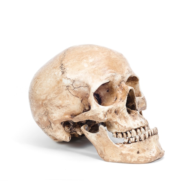 Single human skull isolated on white background