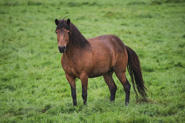 Single icelandic chestnut horse grazing on the green meadow in Iceland