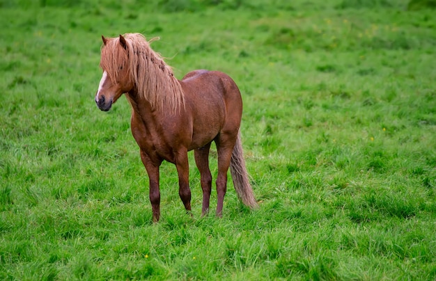 Single icelandic horse