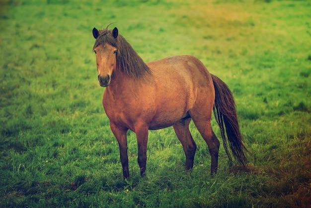 Single icelandic horse