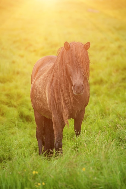 Single icelandic horse