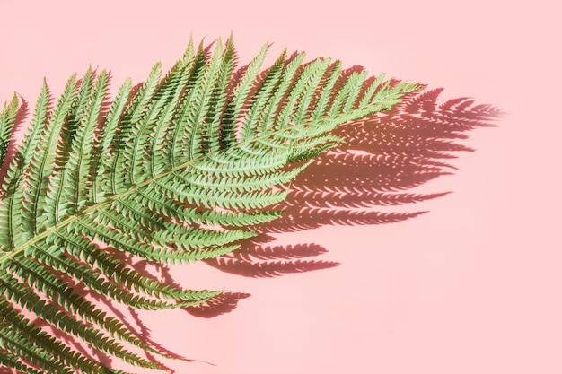 Single leaf of fern on pastel pink background. 