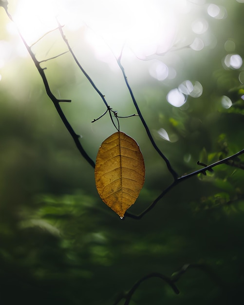 Single leaf hanging off the tree