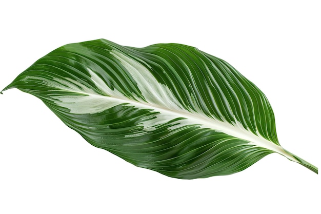 An single leaf of Spathiphyllum with noticeable veins Generative Ai