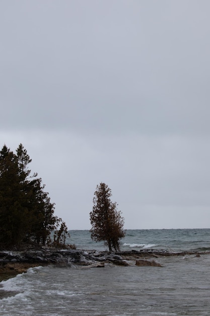 A single lonely tree in winter at the edge of Lake Huron with more trees nearby