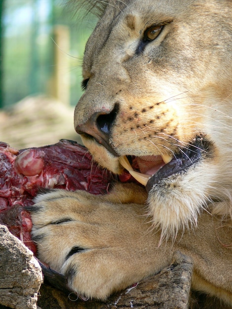 A single male lion eating