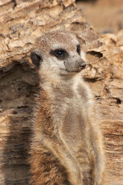 single meerkat