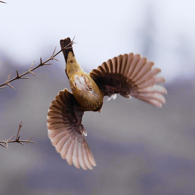 A single Mourning Sierra Finch takes flight from its perch on a thorn bush stock photo