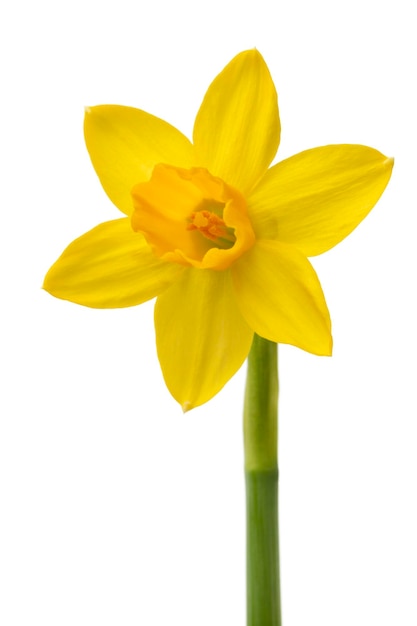 Single Narcissus isolated on white background