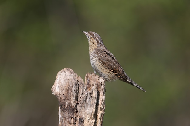 A single northern wryneck (Jynx torquilla) shot close up sitting on a branch