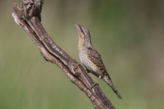 A single northern wryneck (Jynx torquilla) shot close up sitting on a branch