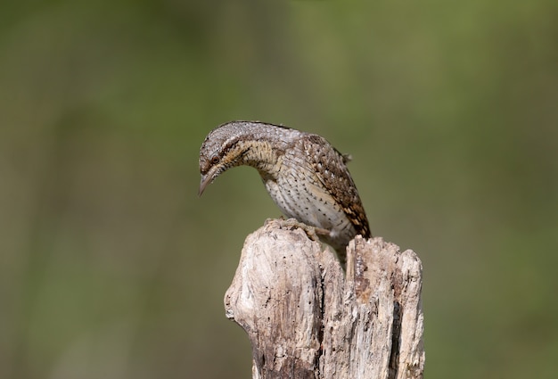 A single northern wryneck