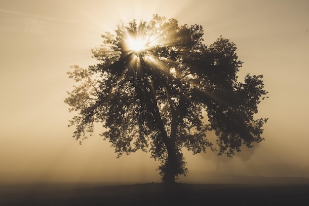 Single olive tree in the beautiful sunny fog at sunrise natural background with sun rays through the mist