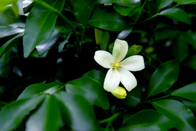 Single Orang Jessamine blooming among the branches. Single Andaman Satinwood are blooming.