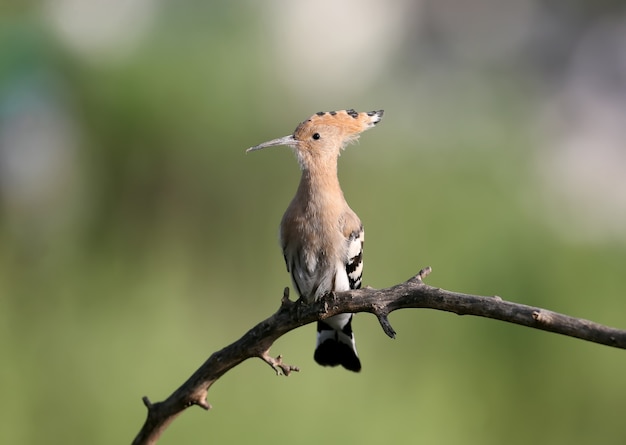 Single and a pair of hoopoe close-up