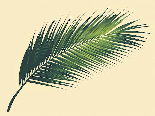 Single palm frond isolated on a beige background