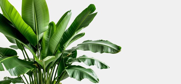 Single palm potted plant white background clean shiny leaves free of veins and markings copy space