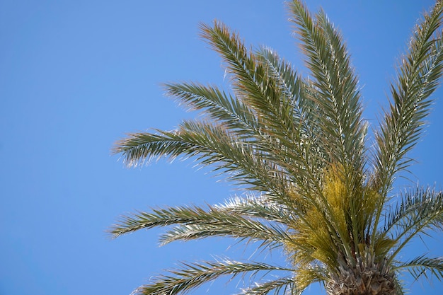 Single palm tree and sky in background