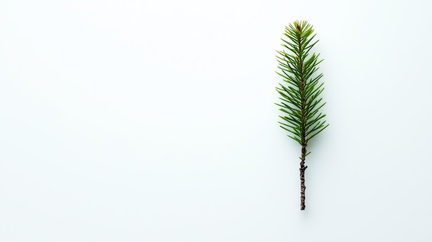 Photo single pine branch on white background