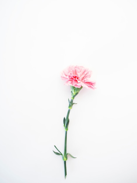 Single Pink carnations flower on white