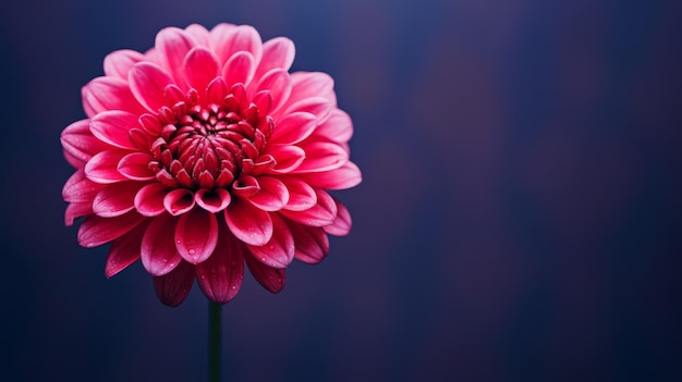 Photo single pink dahlia flower against a blue background a single pink dahlia flower stands out ag