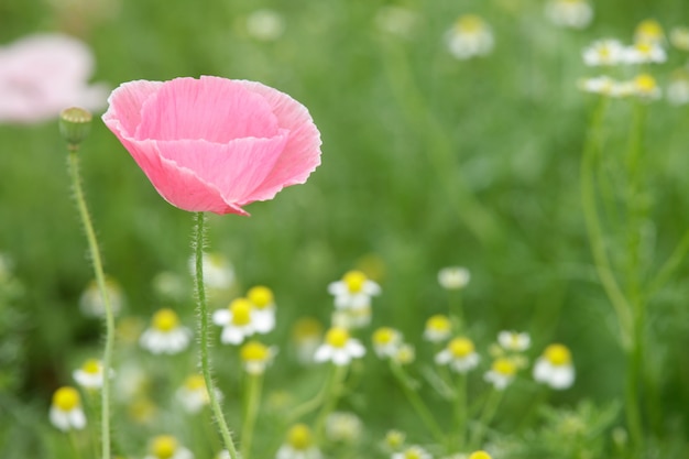 single pink flower