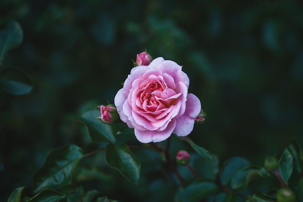 Single pink garden rose with rosebuds against dark green leaves, low key