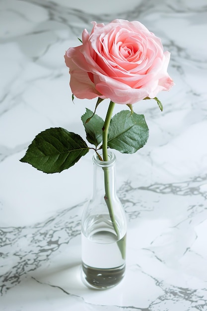 Single Pink Rose in a Glass Vase on Marble Background