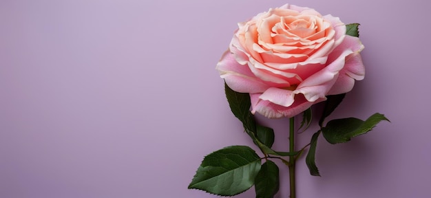 Single Pink Rose With Green Leaves on Purple Background