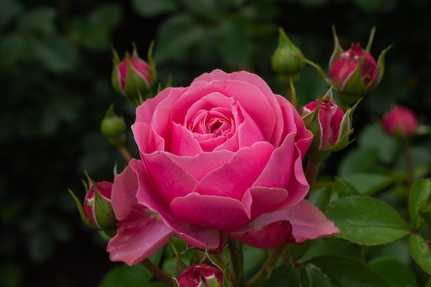 Single pink rose with leaves on green background. Perfect flower. High quality photo