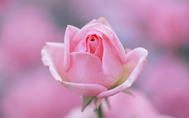 Photo single pink rosebud in early bloom for a romantic valentine background