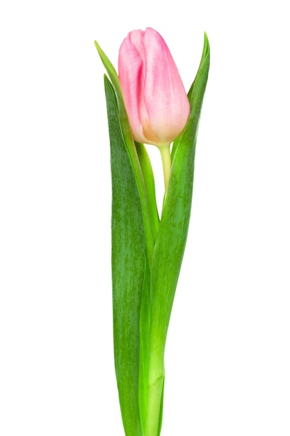 Single pink tulip