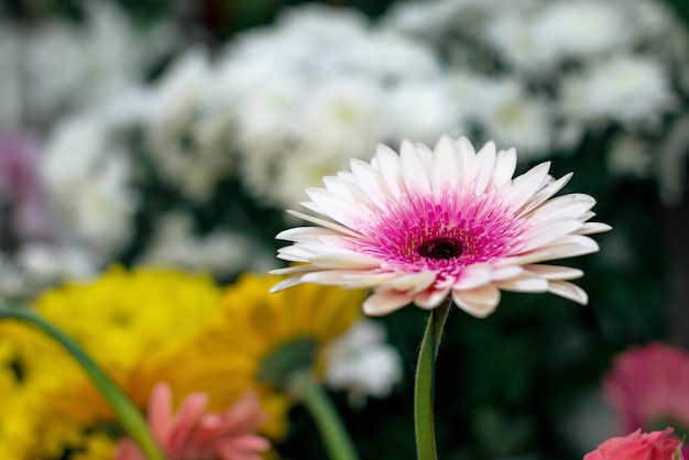 Single pink and white gerbera blooming on background of blurred flowers closeup punk flower