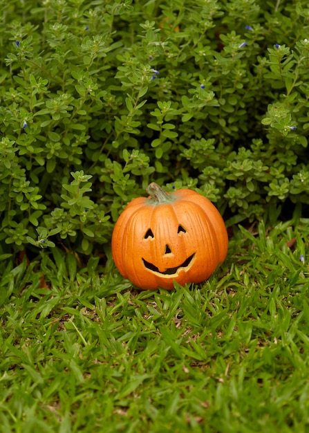 Single pumpkin on green grass