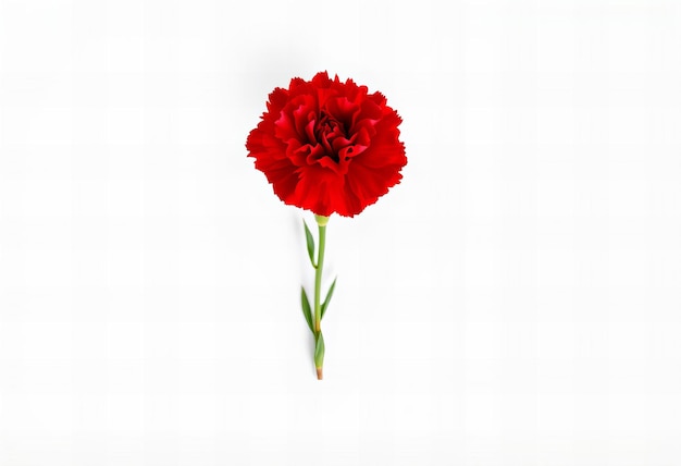 Photo a single red flower is shown in a picture