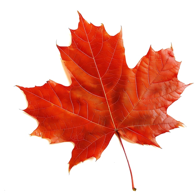 Single Red Maple Leaf Isolated on White