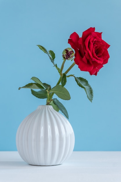 Single red rose in grey ceramic vase on blue background with copy space.