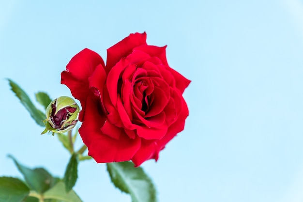 Single red rose in grey ceramic vase on blue background with copy space.