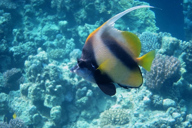 Single Red sea banner fish