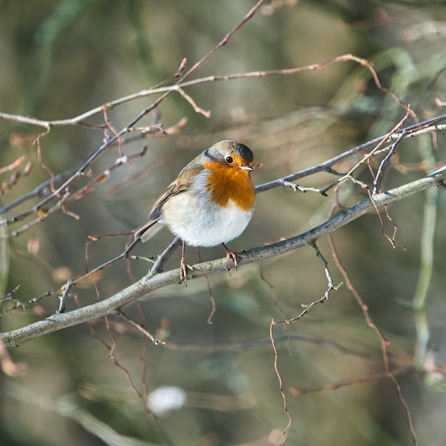 Single robin at a sunny and cold winterday on a tree