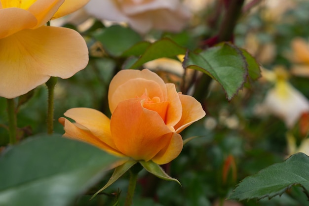 Single rose isolated with leaves on green background.