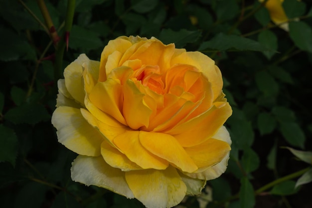 Single rose isolated with leaves on green background.