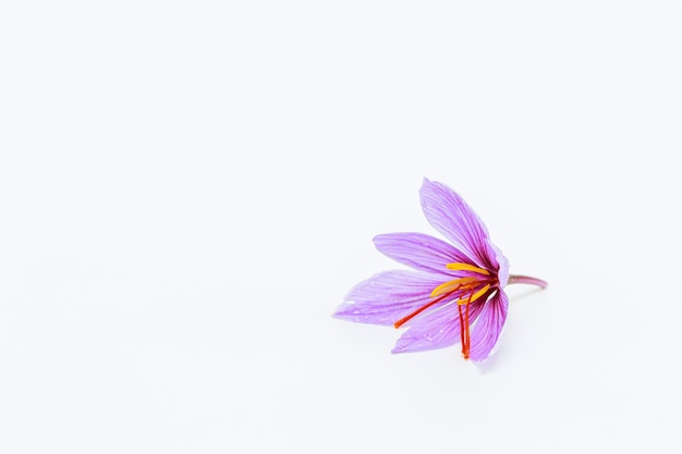 Single saffron flower isolated