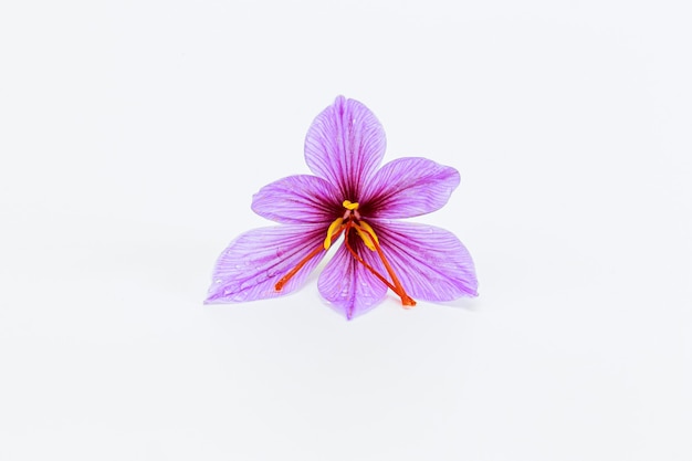 Single saffron flower on a white background. Copyspace. Place for your text.