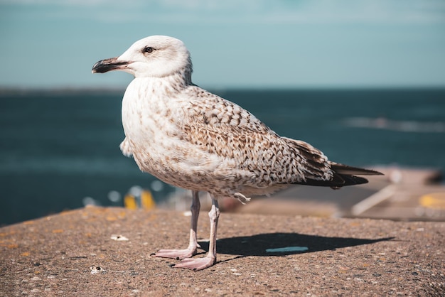 Single sea gull at the pier natural animal background