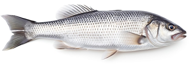 Single Seabass Fish Top View Isolated on White Background Seafood Concept