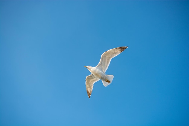 Single seabird seagull flying in sky with sky as background