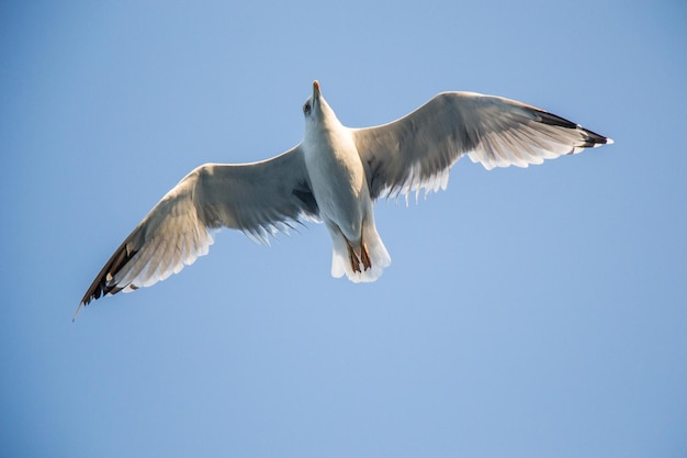 Single seagull flying in a blue sky as a background