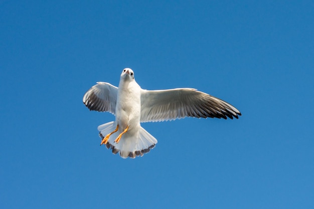 Single seagull flying in blue a sky